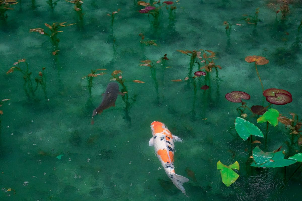 Fish in a lake